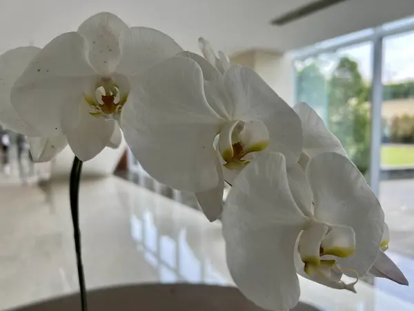 Beyaz orkide çiçeği, flora. Beyaz egzotik orkidenin (Phalaenopsis) gündüz vakti otel salonunda güzel bir fotoğrafı.