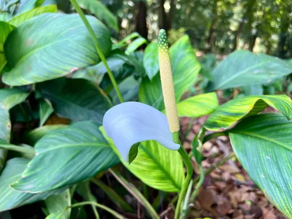 Ormanda yeşil yapraklar. Barış Zambağı 'nın güzel yakın plan fotoğrafı. Yaygın adı Spathiphyllum. Spatthiphyllum 'un bazı türleri açık havada spath ya da barış zambağı olarak bilinir.