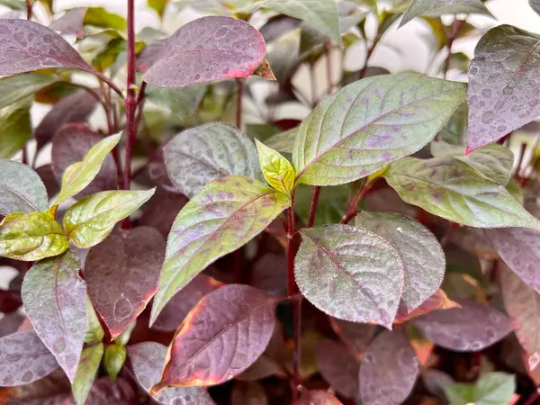 stock image Full frame of leaves Alternanthera brasiliana, also known as large purple alternanthera, Metal weed, Bloodleaf, Parrot leaf and Ruby leaf