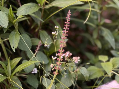 Teucrium kanadası. Amerikan Almancası olarak da bilinir. Bahçede tomurcuklanır. 