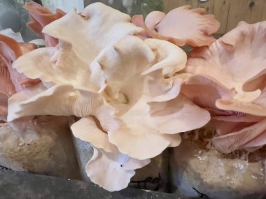 Kulak mantarının görüntüsünü kapat