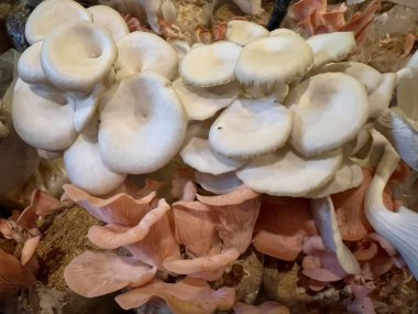 Taze mantarları kapatın.