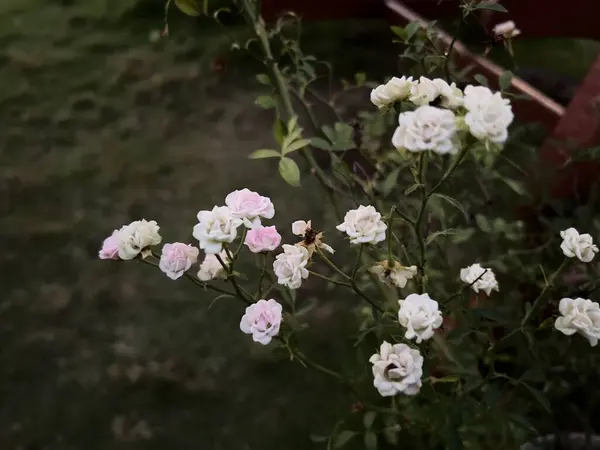 Beyaz güzel çiçekler Rosa 'Peri'