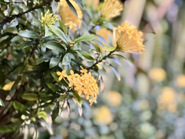 Ormanın alevi, Ixora coccinea 'Maui Yellow' çiçeğinin yaprakları bulanık. 