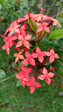 Arka planda yaprakları olan kırmızı çiçek açan Ixora coccinea 'nın yakın plan fotoğrafı