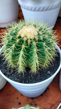 kaktüs bitki masada.