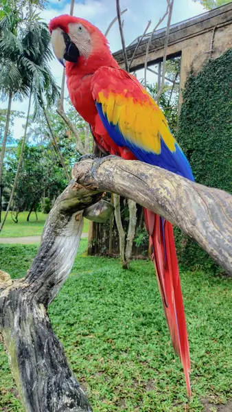 Yakından güzel Scarlet Macaw kuşu dalda