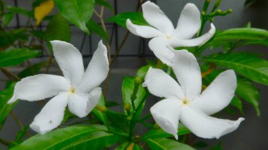 Güzel beyaz çiçeklerin yakın görüntüsü,