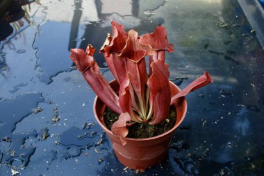 beautiful botanical shot, natural wallpaper. Sarracenia carnivore plants commonly called trumpet pitchers over blur background in the garden clipart