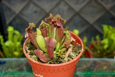 Güzel botanik fotoğrafı, doğal duvar kağıdı. Sarracenia etobur bitkileri genellikle trompet sürahileri olarak adlandırılır.