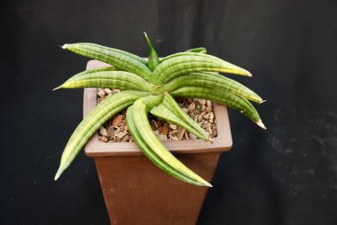 Siyah arka planda izole edilmiş tencerede bulunan Sansevieria süs bitkisi