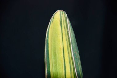 Siyah arka planda izole edilmiş tencerede bulunan Sansevieria süs bitkisi