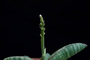 Yakın çekim fotoğraf bakış açısı siyah arkaplanda izole edilmiş mini Sansevieria bitkileri