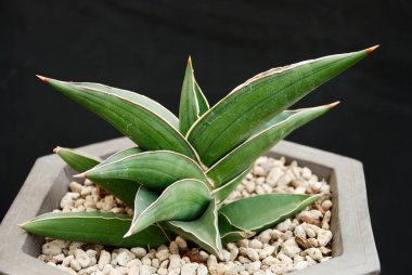 Yakın çekim fotoğraf bakış açısı siyah arkaplanda izole edilmiş mini Sansevieria bitkileri