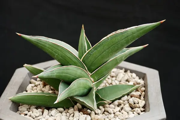 Yakın çekim fotoğraf bakış açısı siyah arkaplanda izole edilmiş mini Sansevieria bitkileri