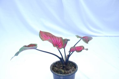 Caladium bicolor çiçeği, adı İsa 'nın Kalbi, izole beyaz arka planda. Saksıdaki çiçek fotoğrafı.