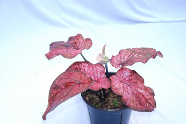 Caladium bicolor çiçeği, adı İsa 'nın Kalbi, izole beyaz arka planda. Saksıdaki çiçek fotoğrafı.