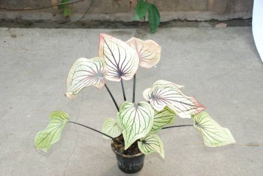 Bahçedeki güzel kaladyum çiçekleri