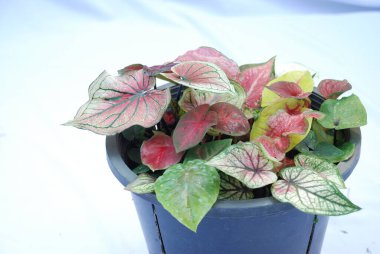 Caladium bicolor çiçeği, adı İsa 'nın Kalbi, izole beyaz arka planda. Saksıdaki çiçek fotoğrafı.