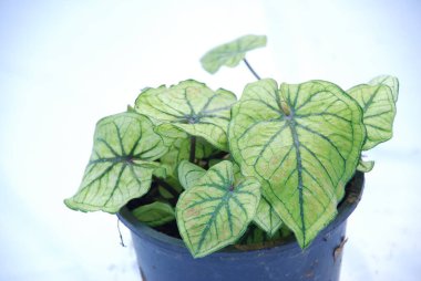 Caladium bicolor çiçeği, adı İsa 'nın Kalbi, izole beyaz arka planda. Saksıdaki çiçek fotoğrafı.