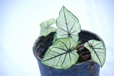 Caladium bicolor çiçeği, adı İsa 'nın Kalbi, izole beyaz arka planda. Saksıdaki çiçek fotoğrafı.