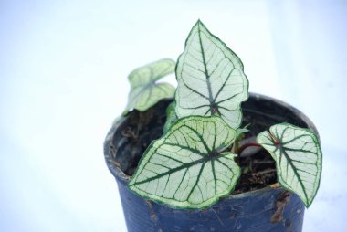 Caladium bicolor flower, called Heart of Jesus in isolated white background. Photo of flower in the pot clipart