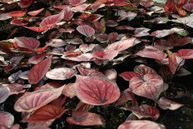 Full frame Closeup photo point of view red caladium leaves. Beautiful photo wallpaper of caladium plants clipart