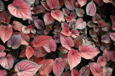 Full frame Closeup photo point of view red caladium leaves. Beautiful photo wallpaper of caladium plants clipart