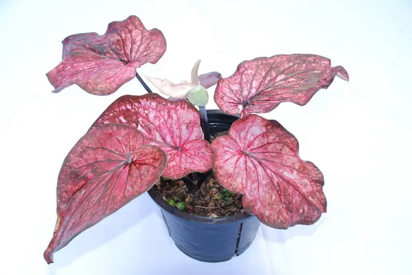 Caladium bicolor çiçeği, adı İsa 'nın Kalbi, izole beyaz arka planda. Saksıdaki çiçek fotoğrafı.