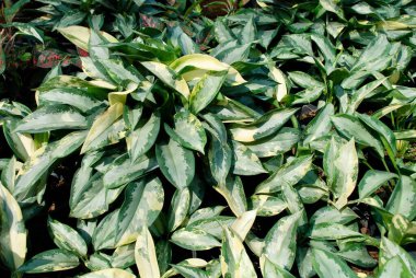 Yeşil süs bitkilerinin tam kare fotoğrafı aglaonema ya da Çin bitkilerinin. Doğrudan güneş ışığı altında aglaonemanın doğal duvar kağıdı