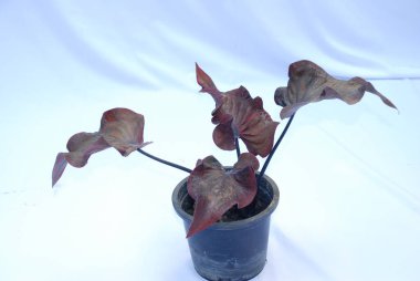 Beyaz arkaplan üzerine saklanmış Caladium bicolor. Haber veya ticari amaçlı kesilmiş bitki nesneleri için uygundur