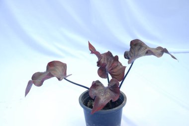 Beyaz arkaplan üzerine saklanmış Caladium bicolor. Haber veya ticari amaçlı kesilmiş bitki nesneleri için uygundur