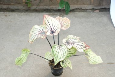 Bahçede su verildikten sonra kaladyum bitkisi ya da İsa 'nın kalbinin çeşitliliği