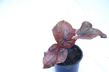 Kırmızı Caladium bicolor beyaz arkaplanda izole edildi
