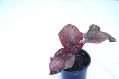 Kırmızı Caladium bicolor beyaz arkaplanda izole edildi