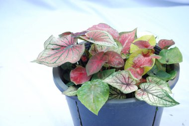  Caladium bicolor, büyük, kalp ya da mızrak şeklinde yaprakları için bir bitki olarak yetişir. Beyaz arka planda izole edilmiş Caladium evleri