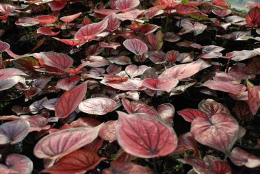 Full frame Aerial view Closeup photo point of view red caladium leaves. Beautiful photo wallpaper of caladium plants clipart