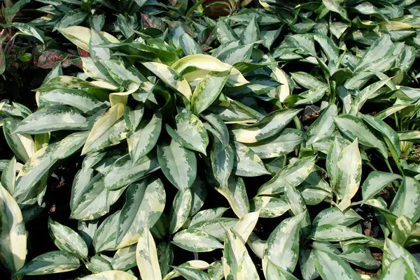 Yeşil süs bitkilerinin tam kare fotoğrafı aglaonema ya da Çin bitkilerinin. Doğrudan güneş ışığı altında aglaonemanın doğal duvar kağıdı