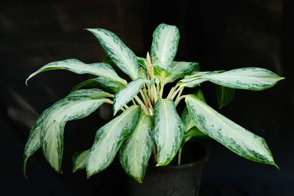 Siyah arka planda izole edilmiş egzotik aglaonema süs bitkileri.