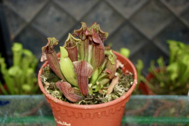 Sarracenia etobur bitkileri genellikle trompet sürahileri olarak adlandırılır.