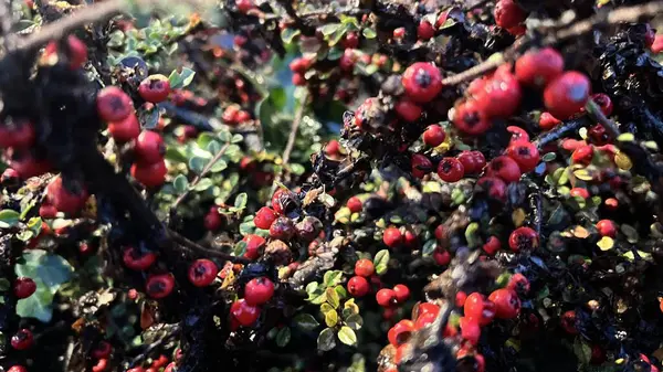 Yabani Cotoneaster Frigidus Cornubia 'nın yakından çekilmiş fotoğrafı. Bahçede kış gecesi yeşillik ve kırmızı olgun meyvelerle birlikte.