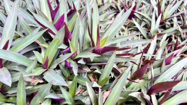 İstiridye bitkisi veya Tradescantia spathacea denilen tropikal bitkilerin perspektif fotoğrafı. Mor çizgili tam kare fotoğraf süsleme bitkileri.