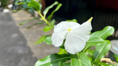 Güzel Catharanthus gülü bahçedeki parlak gözlü çiçek olarak da bilinir. Botanik, tropikal ve bahçe temalı yaratıcı projeler için mükemmel.
