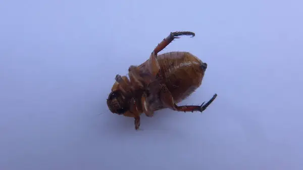 Beyaz arka planda kahverengi bir böceğin makro görüntüsü, karmaşık dokuları ve dış iskelet ve bacaklarının detaylarını vurguluyor. Bilimsel, eğitici ve doğa temalı projeler için ideal