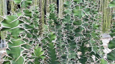 Gündüz vakti arka bahçede güzel bir kaktüs. Arka planda kaktüs bitkileri