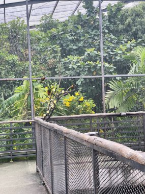 Bir sapın üzerine tünemiş canlı bir papağan, yemyeşil, doğal bir ortamda sulu meyvelerin tadını çıkarıyor. Vahşi yaşam, doğa ve kuş yaşam temaları için mükemmel. Tropikal ekosistemlerin güzelliğini gözler önüne seriyor.
