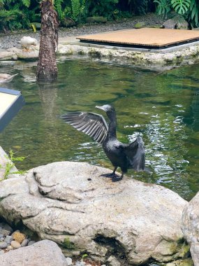 Huzurlu bir göletin kenarındaki kayanın üzerine tünemiş zarif, küçük siyah karabatak tüyleri doğal ışıkta parlıyordu. Doğa severler, vahşi yaşam meraklıları ve sakin açık hava sahneleri için mükemmel.