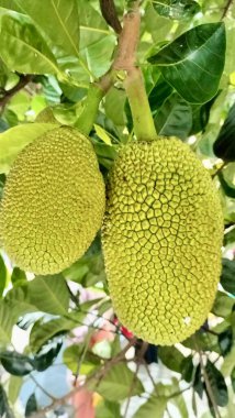 Yeşillik yaprakların arasında sallanan taze meyvelerin yakın çekimi eşsiz dokularını ve doğal güzelliklerini gözler önüne seriyor. Tropikal, tarımsal veya organik gıda temaları için mükemmel.