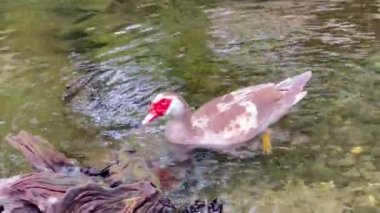 Canlı Muscovy ördeği göl görüntülerinde yüzüyor ve benzersiz özelliklerini sergiliyor. Doğa severler, vahşi yaşam meraklıları ve doğal güzelliği kutlayan yaratıcı projeler için mükemmel..