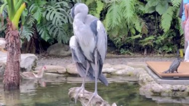 Görkemli bir mavi balıkçıl (Ardea herodias) çekiminin yakın çekimi zarif bir şekilde parkta duruyor, dikkat çekici tüylerini ve zarif duruşunu sergiliyor..